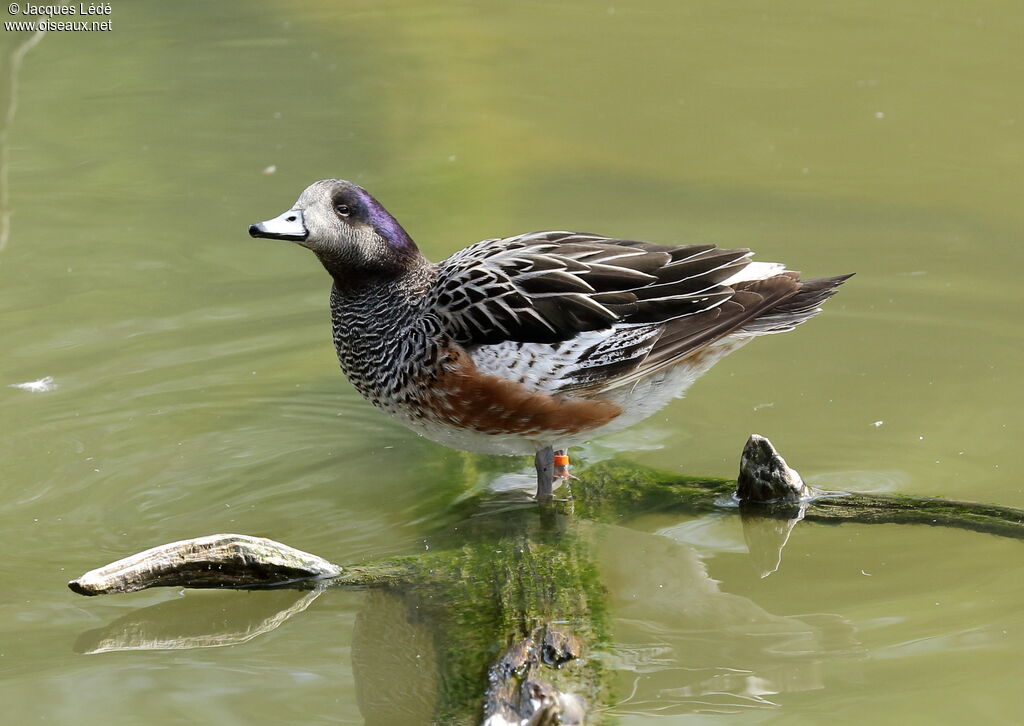 Canard de Chiloé