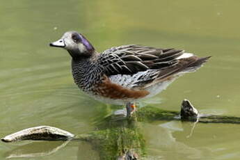 Canard de Chiloé