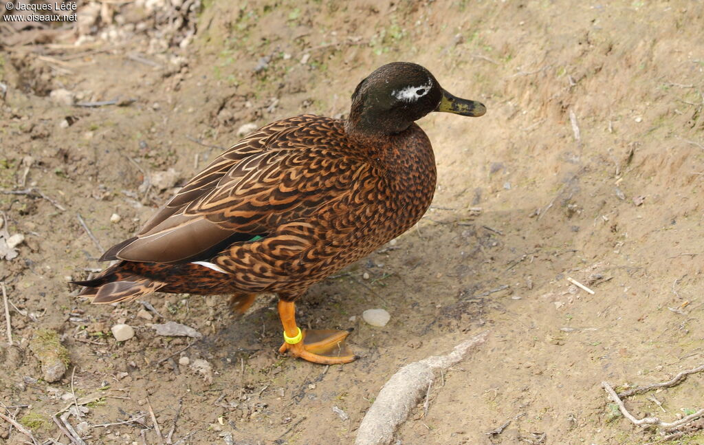 Canard de Laysan