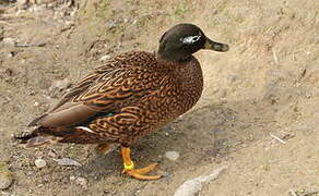 Laysan Duck