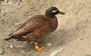 Canard de Laysan