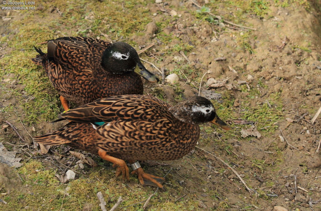 Canard de Laysan