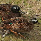 Canard de Laysan