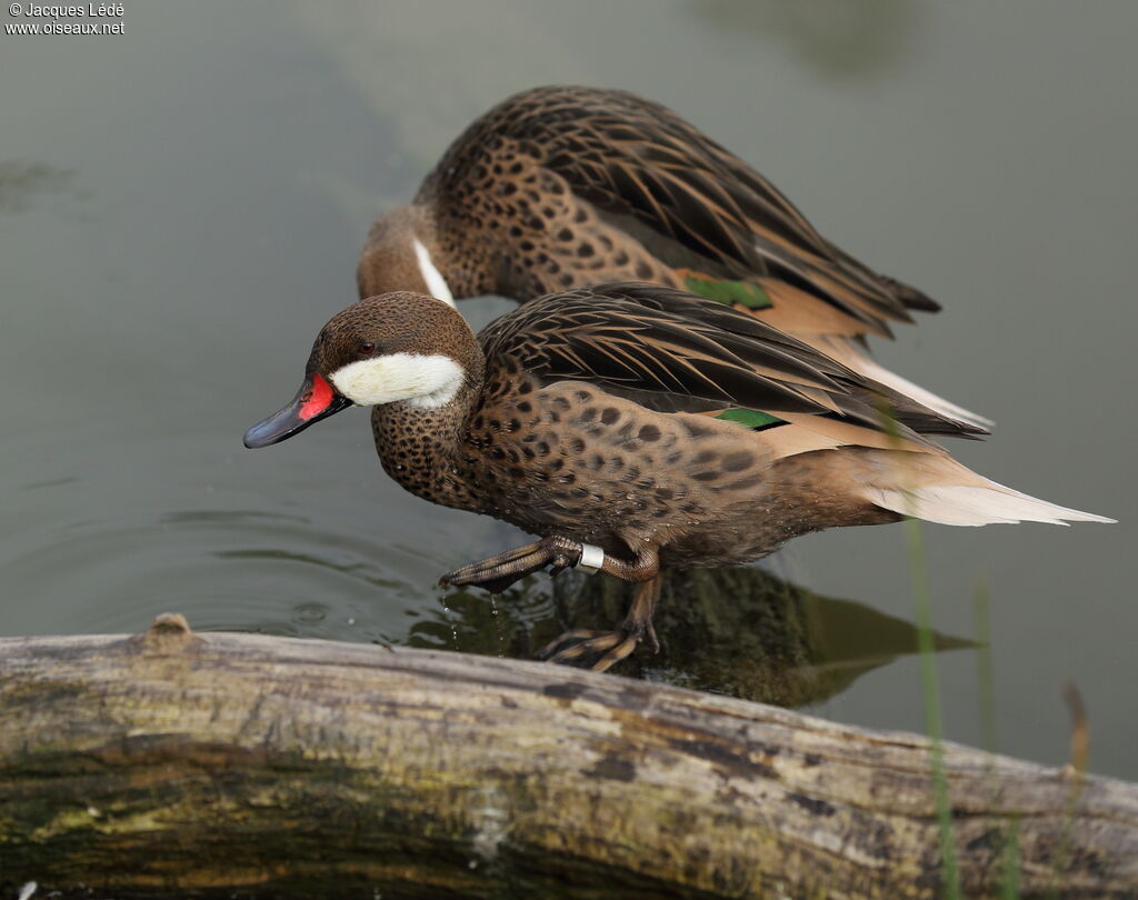 White-cheeked Pintail