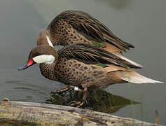 White-cheeked Pintail