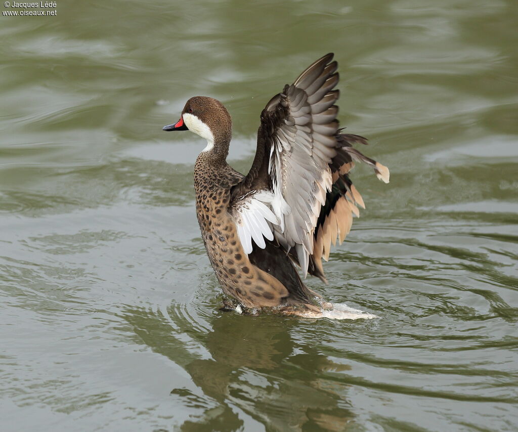 White-cheeked Pintail