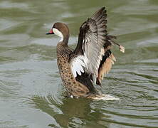 White-cheeked Pintail