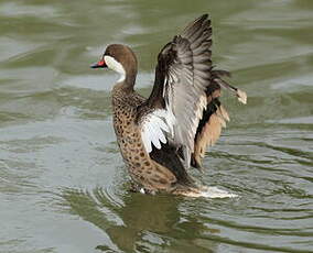 Canard des Bahamas