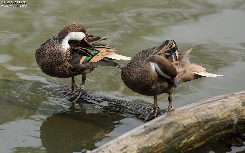 White-cheeked Pintail