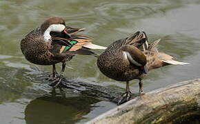 White-cheeked Pintail