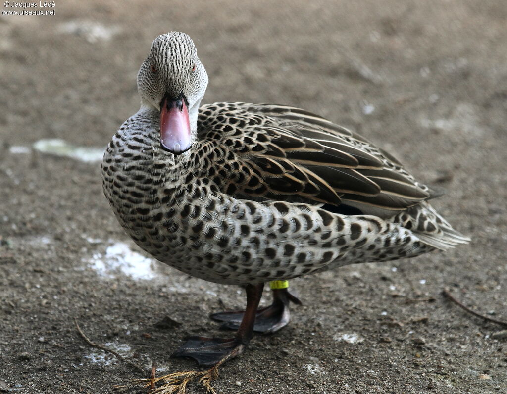 Cape Teal