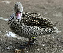 Cape Teal