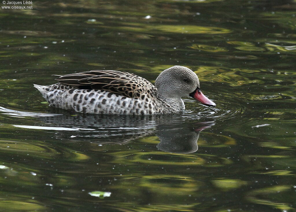 Cape Teal