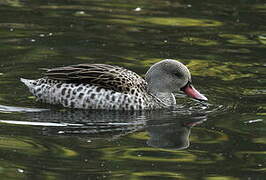 Cape Teal