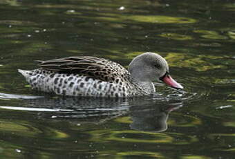 Canard du Cap