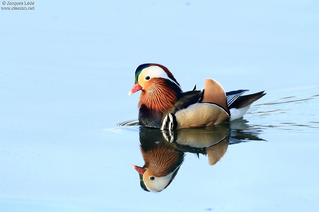 Mandarin Duck