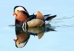 Canard mandarin