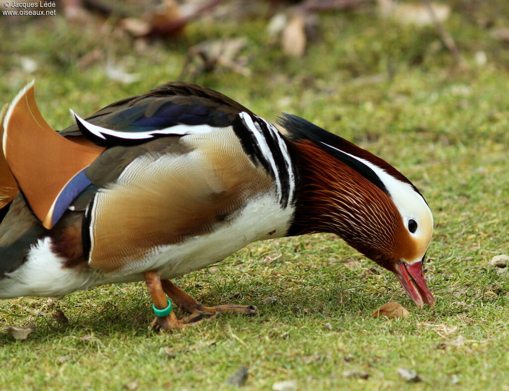 Canard mandarin