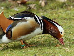 Mandarin Duck