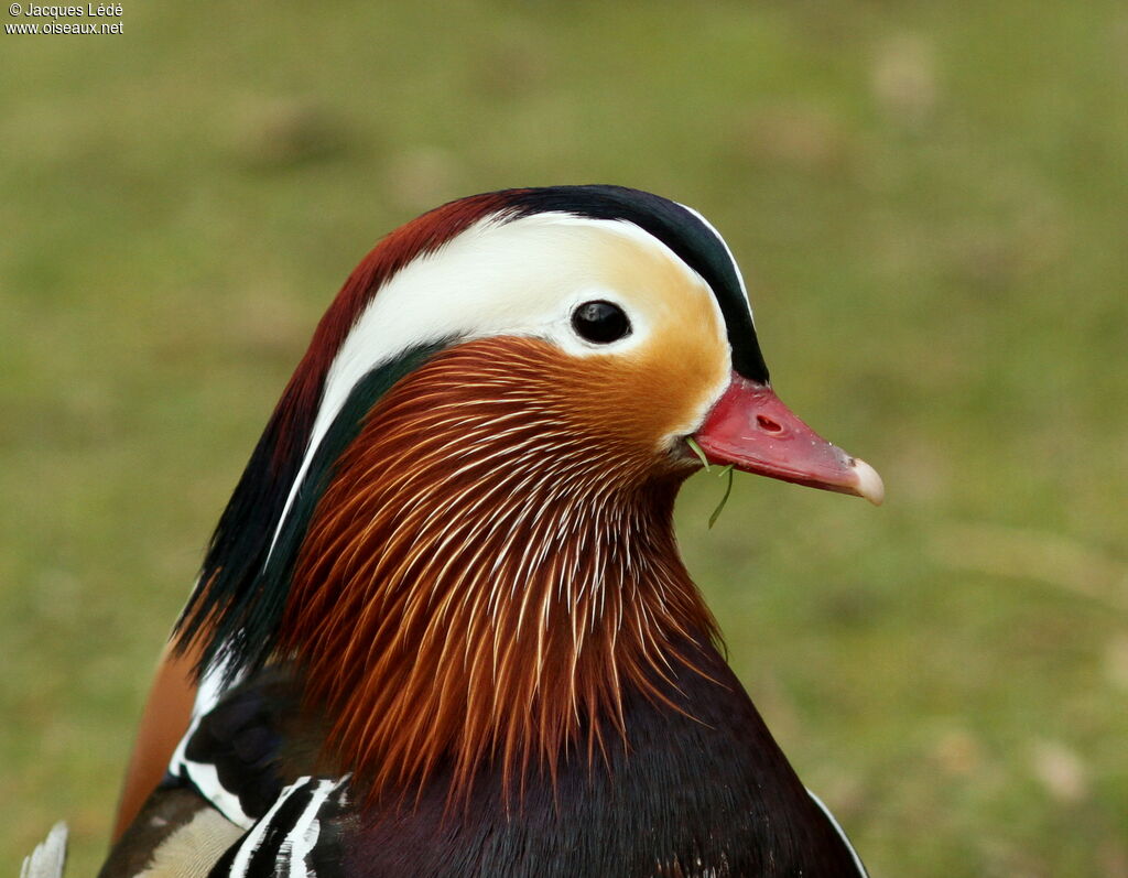 Mandarin Duck