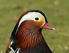 Mandarin Duck