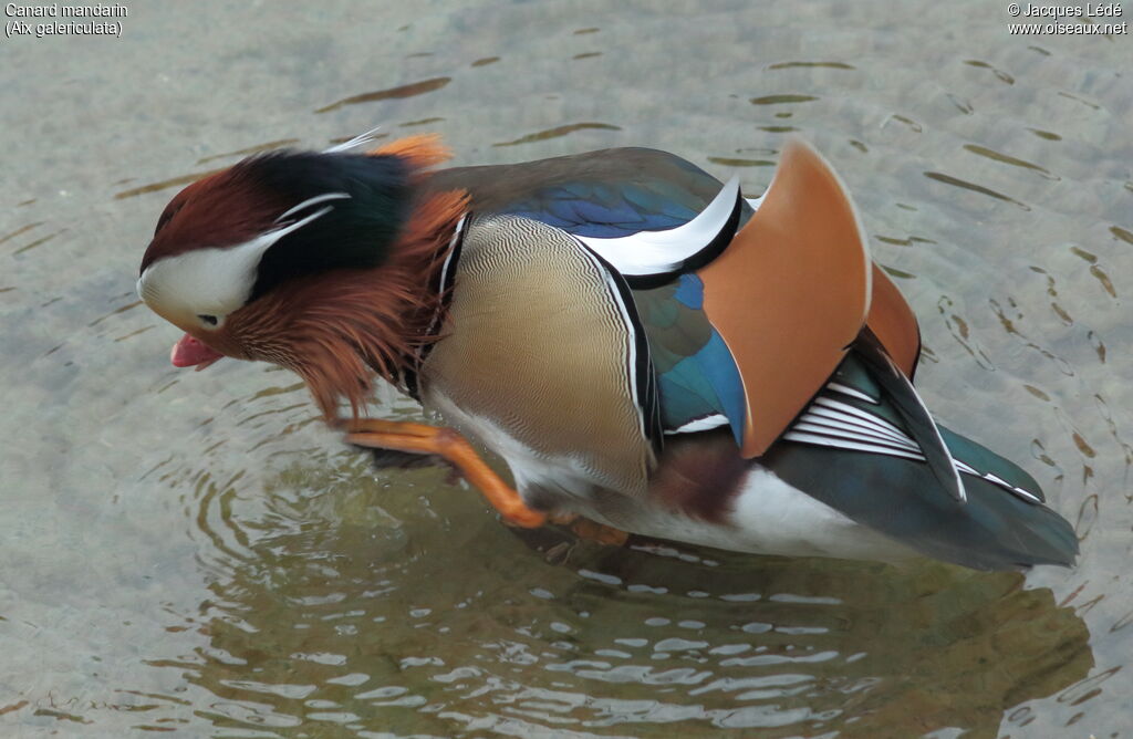 Canard mandarin