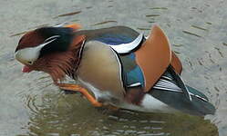 Canard mandarin