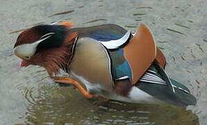 Mandarin Duck