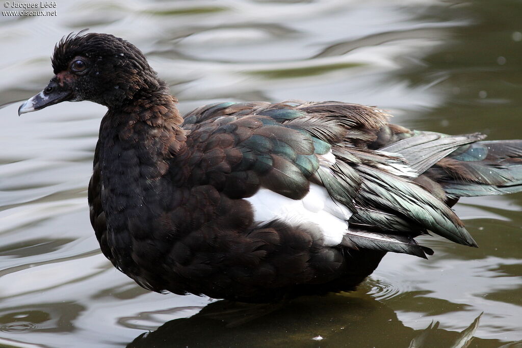 Muscovy Duck