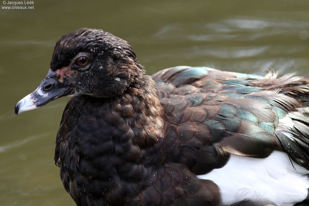 Muscovy Duck