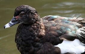 Muscovy Duck