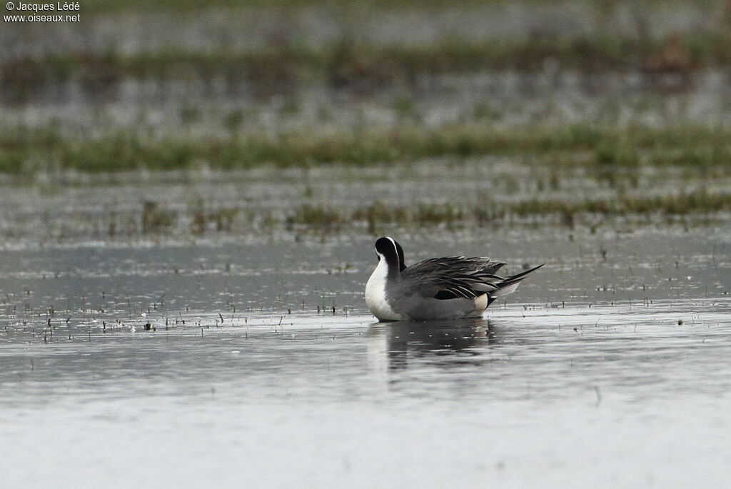 Canard pilet