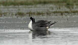 Northern Pintail