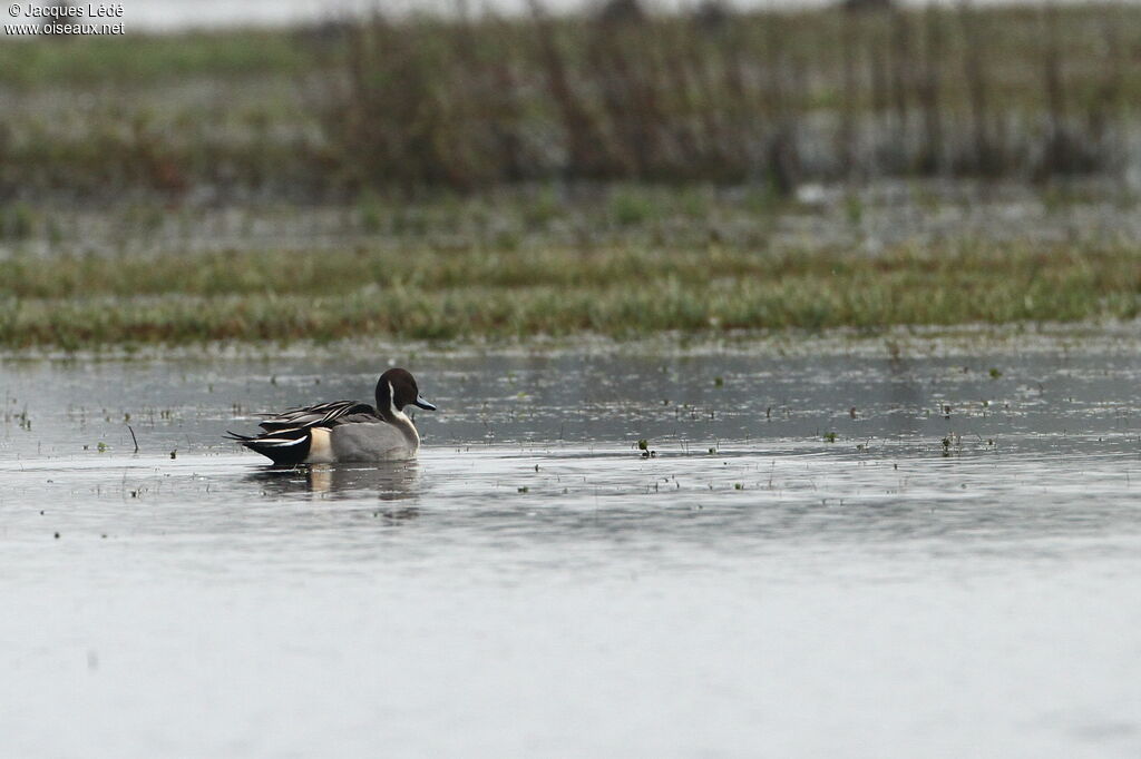 Canard pilet