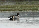 Canard pilet