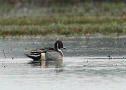 Northern Pintail