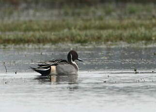 Canard pilet