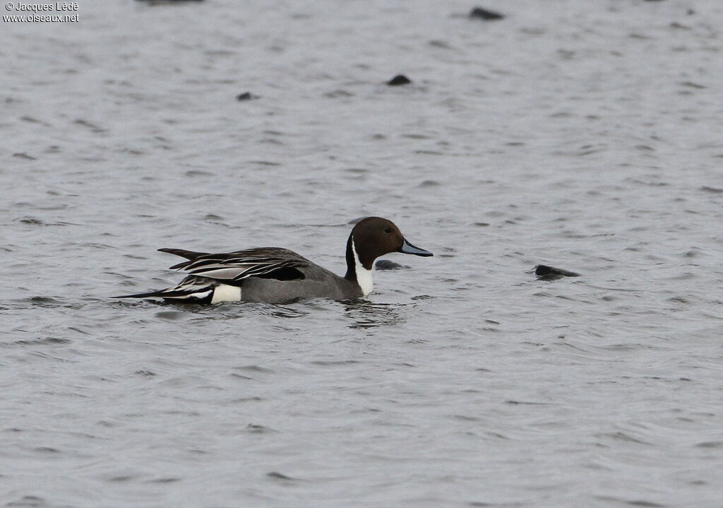 Canard pilet