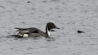 Northern Pintail