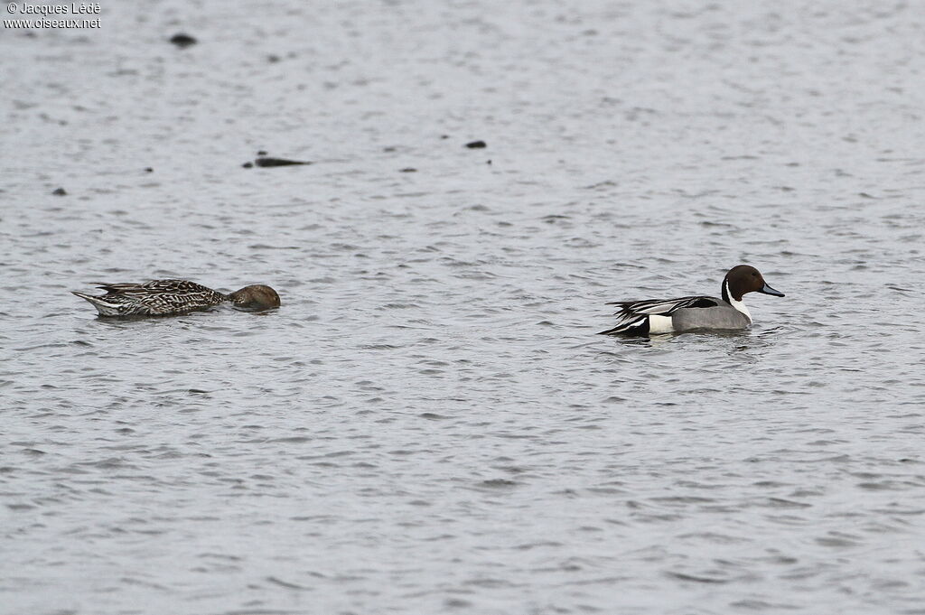 Canard pilet