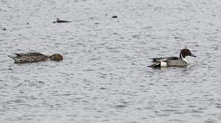 Northern Pintail