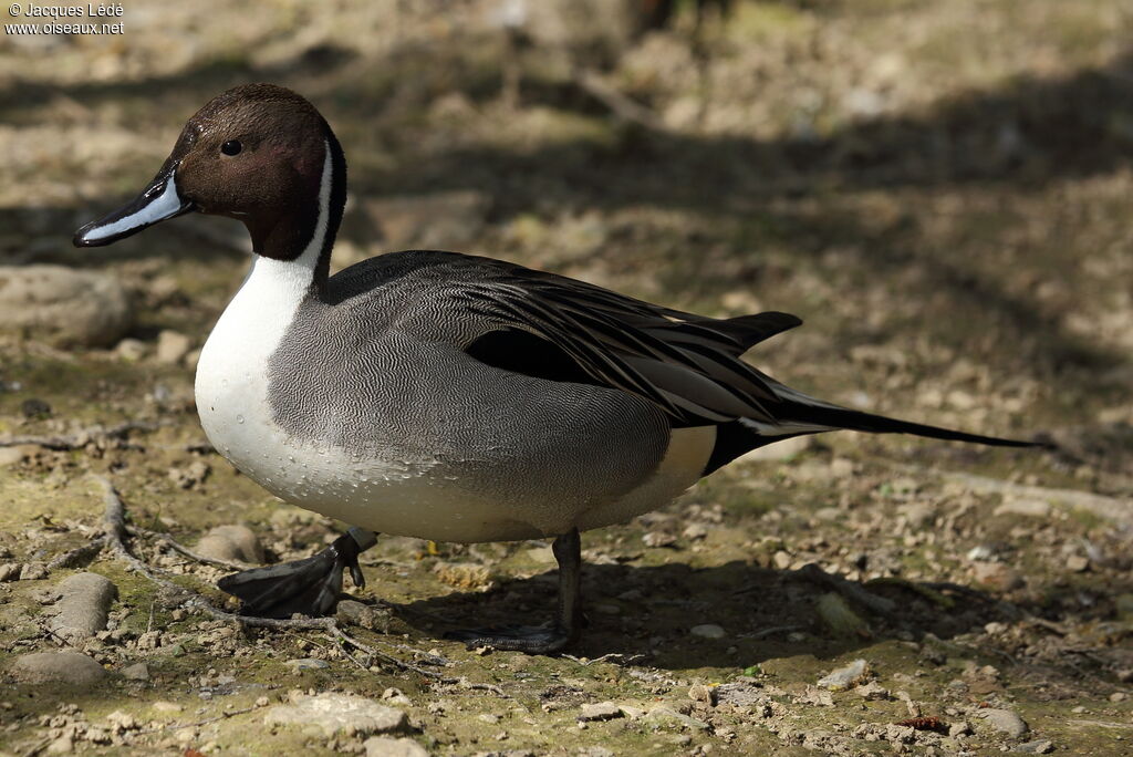 Canard pilet