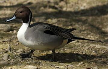 Canard pilet