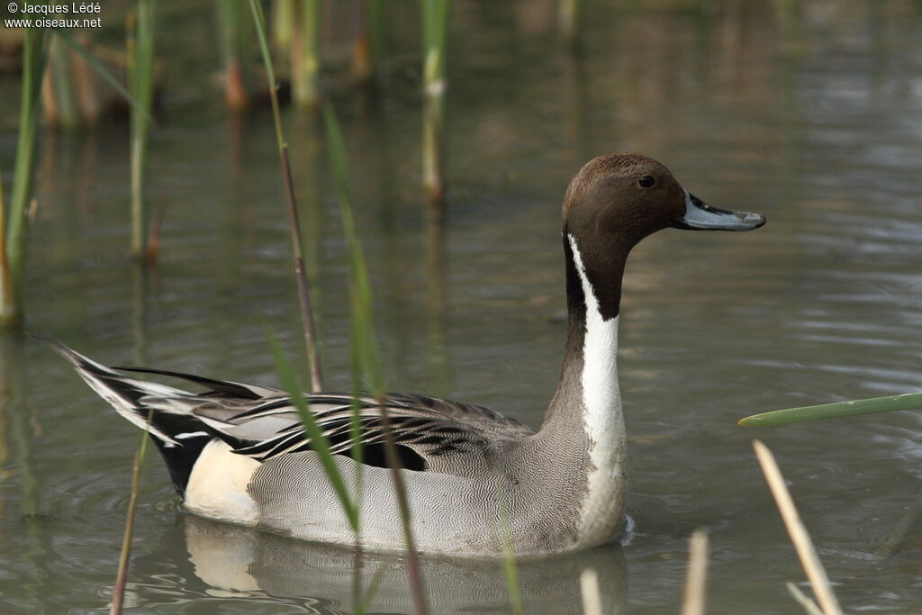 Canard pilet