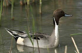 Northern Pintail