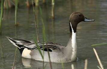 Canard pilet