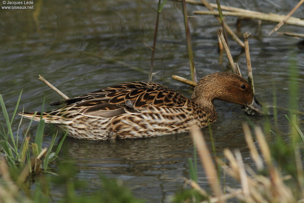 Canard pilet