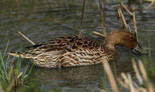 Northern Pintail