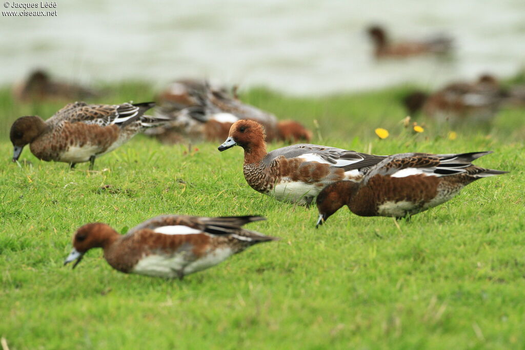 Canard siffleur