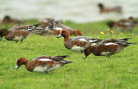 Canard siffleur